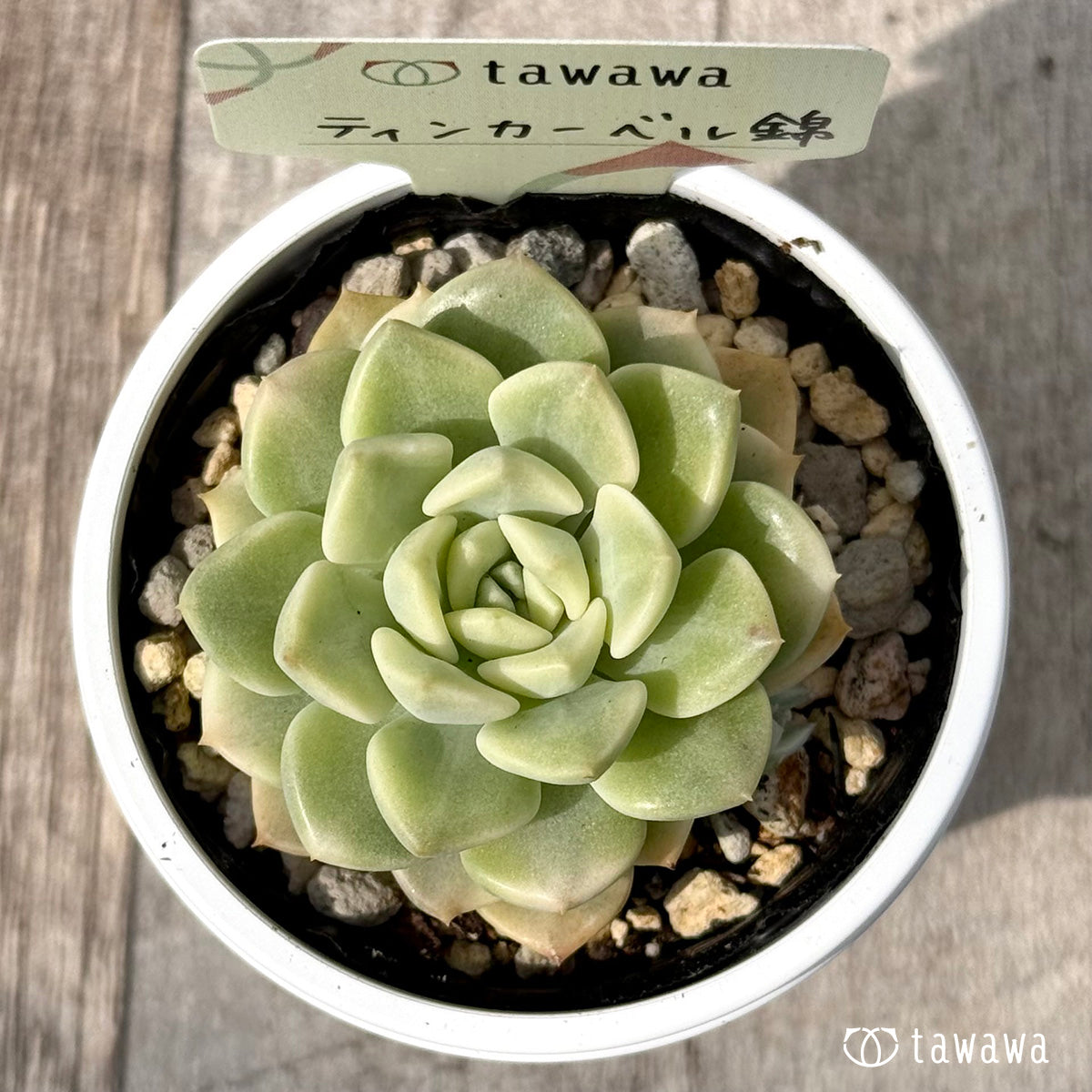 ＊新発売＊　ティンカーベル錦　【tawawaハウス苗】