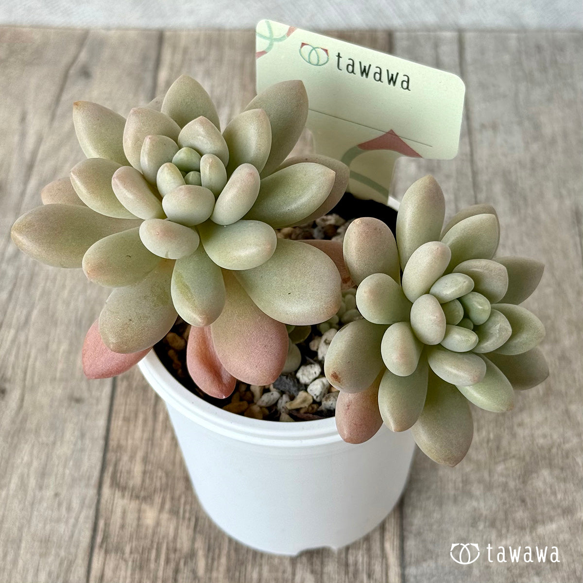 ＊新発売＊　名前のない苗 ２【tawawaハウス苗】