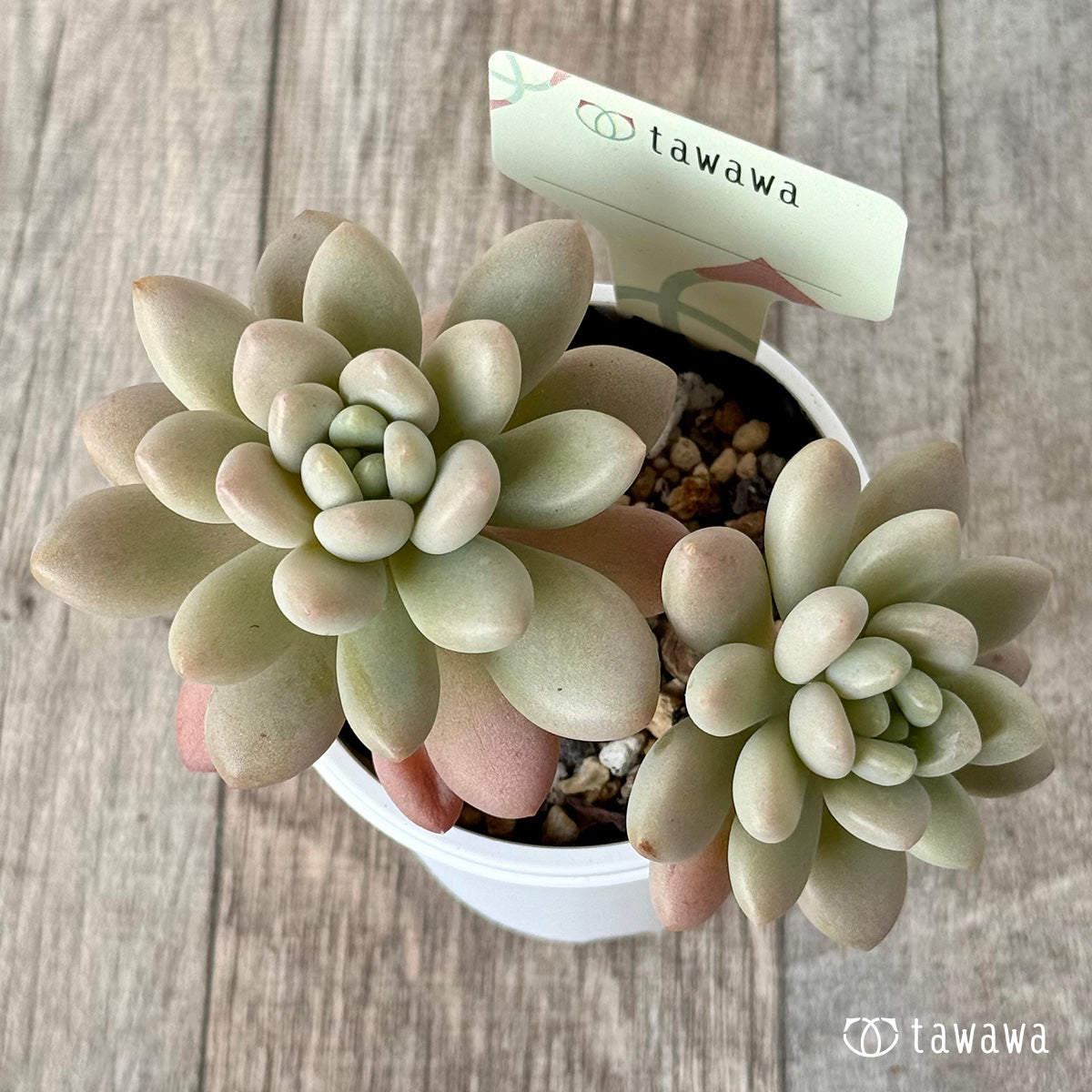 ＊新発売＊　名前のない苗 ２【tawawaハウス苗】