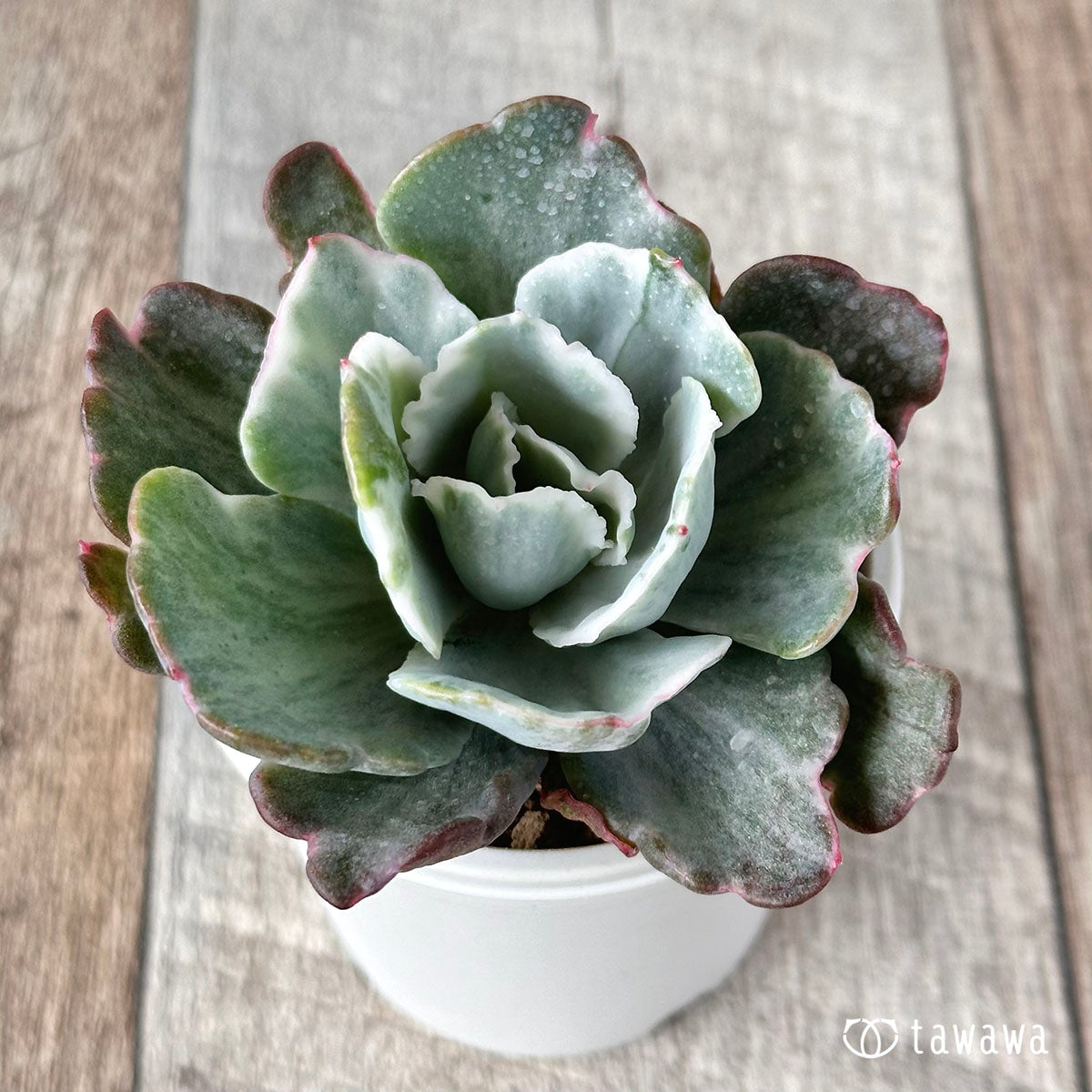 New Arrival* Star Mark