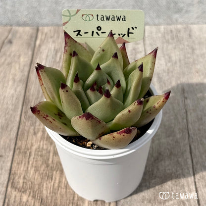 ＊新発売＊　スーパーレッド（エアーマジック農園）【tawawaハウス苗】