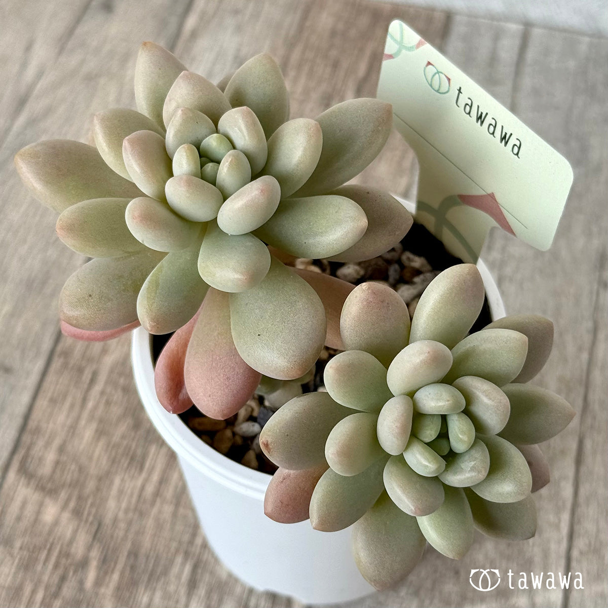 ＊新発売＊　名前のない苗 ２【tawawaハウス苗】