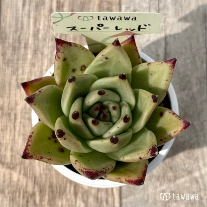 ＊新発売＊　スーパーレッド（エアーマジック農園）【tawawaハウス苗】