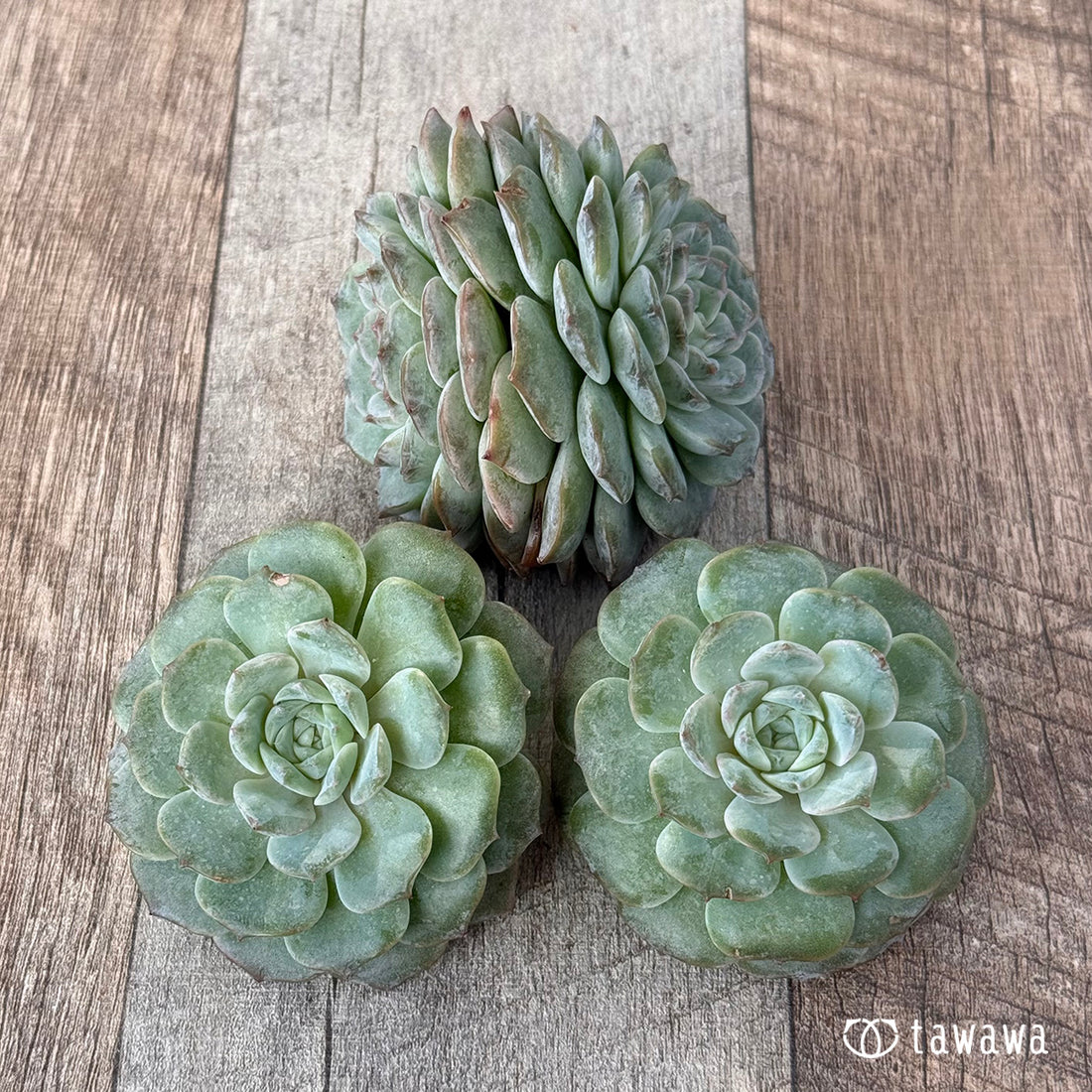 New Arrivals: Ice Green