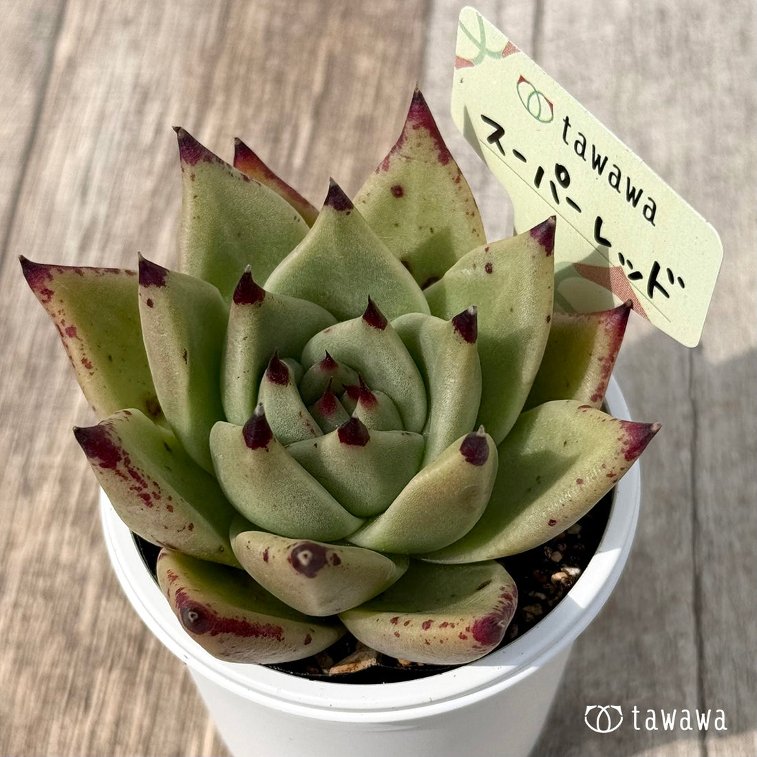 ＊新発売＊　スーパーレッド（エアーマジック農園）【tawawaハウス苗】