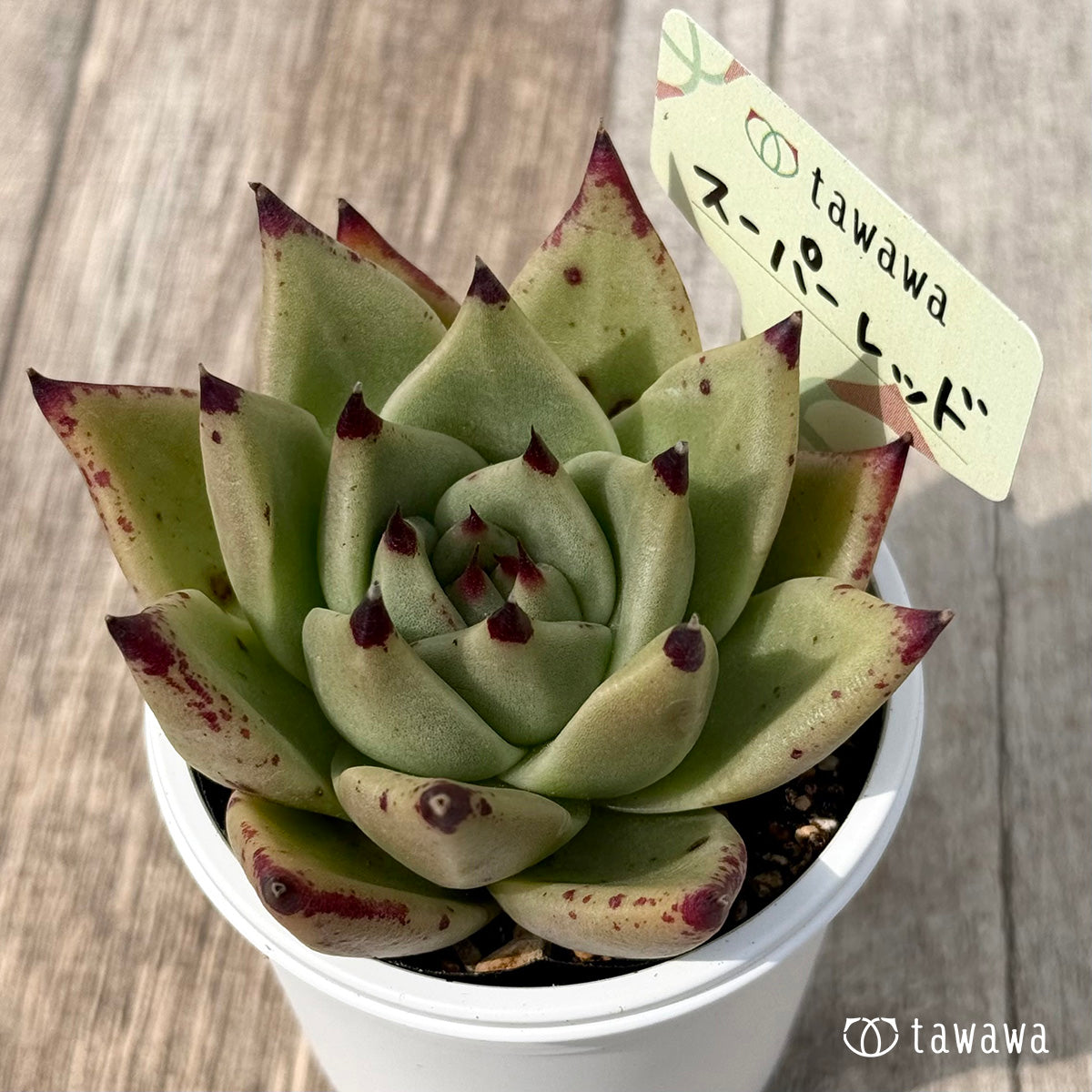 ＊新発売＊　スーパーレッド（エアーマジック農園）【tawawaハウス苗】