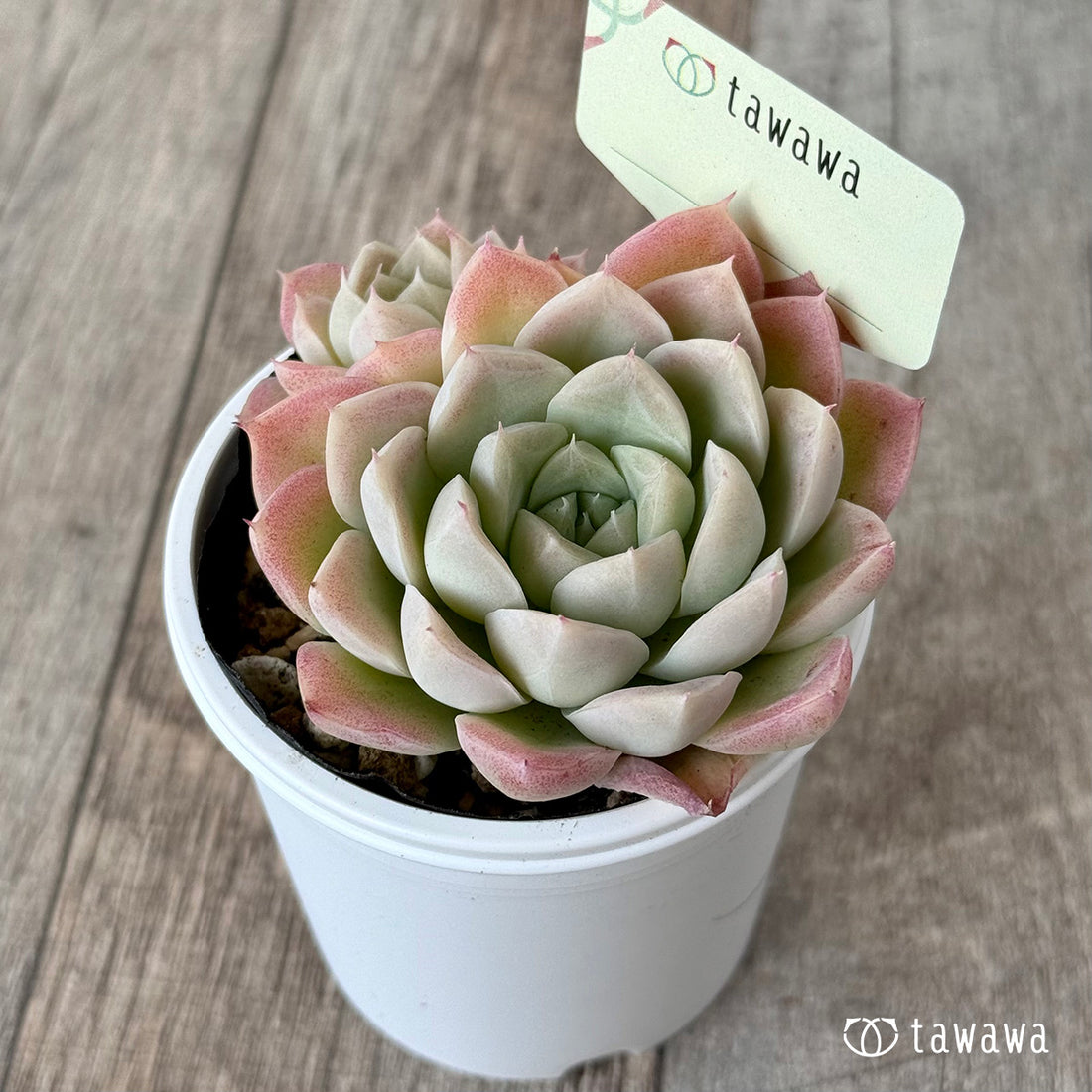 *新発売* 名前のない苗 3【tawawaハウス苗】