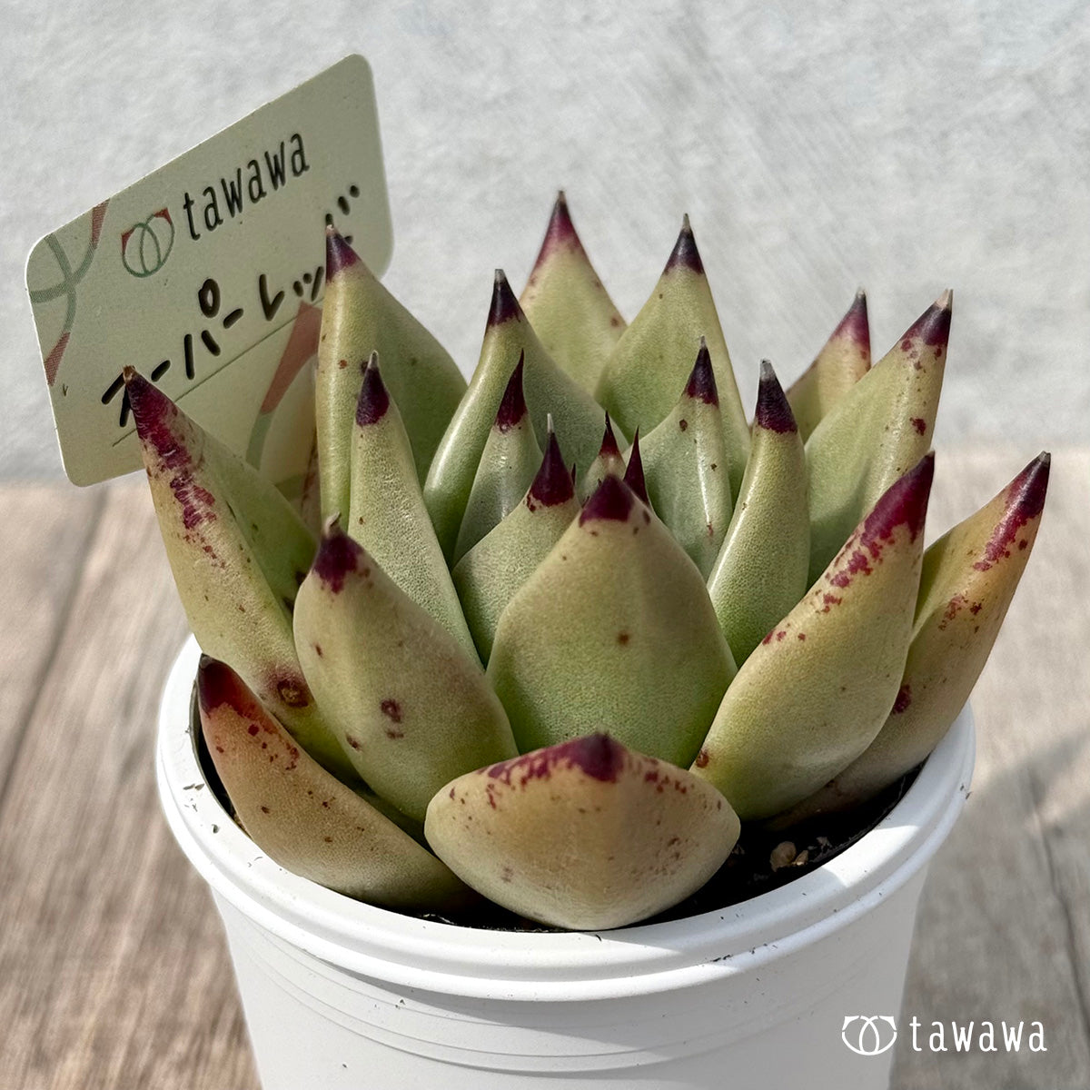 ＊新発売＊　スーパーレッド（エアーマジック農園）【tawawaハウス苗】