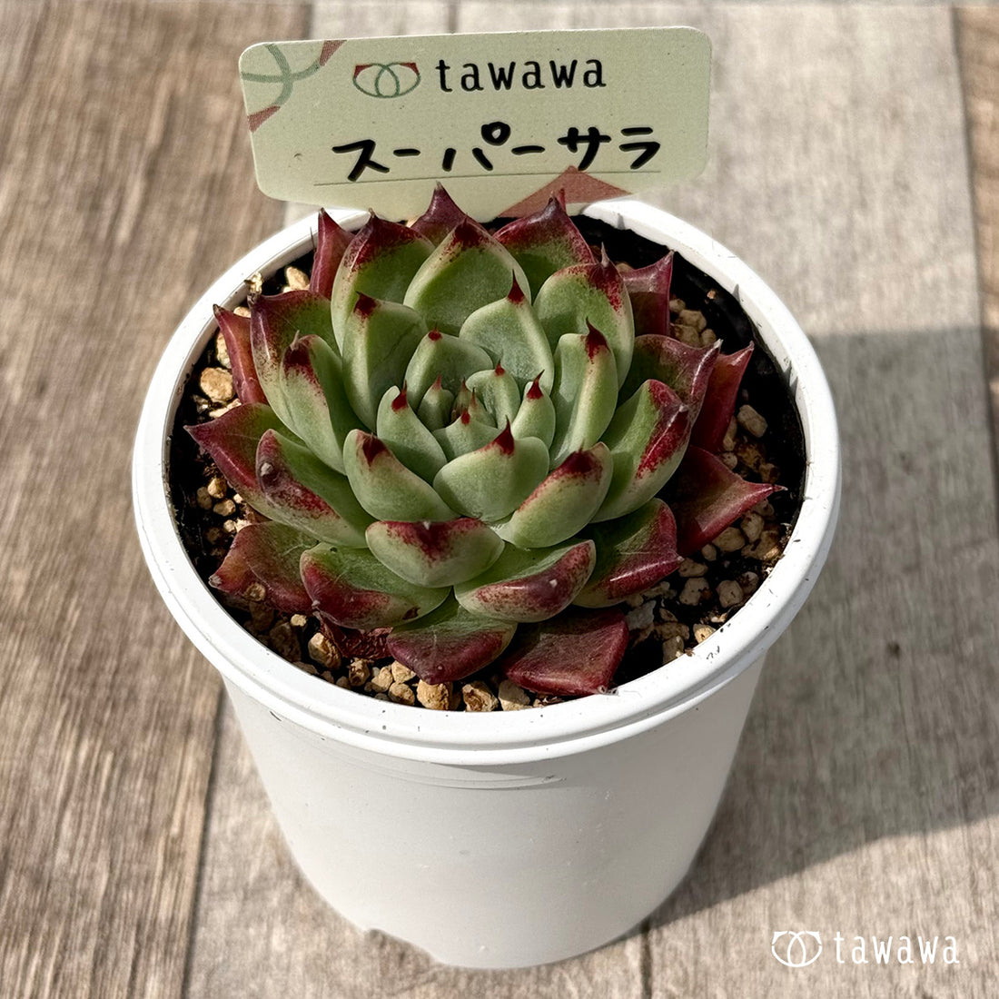 ＊新発売＊　スーパーサラ１（エアーマジック農園）【tawawaハウス苗】