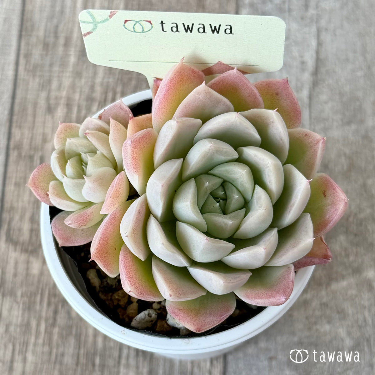 ＊新発売＊　名前のない苗 ３【tawawaハウス苗】