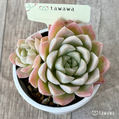 ＊新発売＊　名前のない苗 ３【tawawaハウス苗】