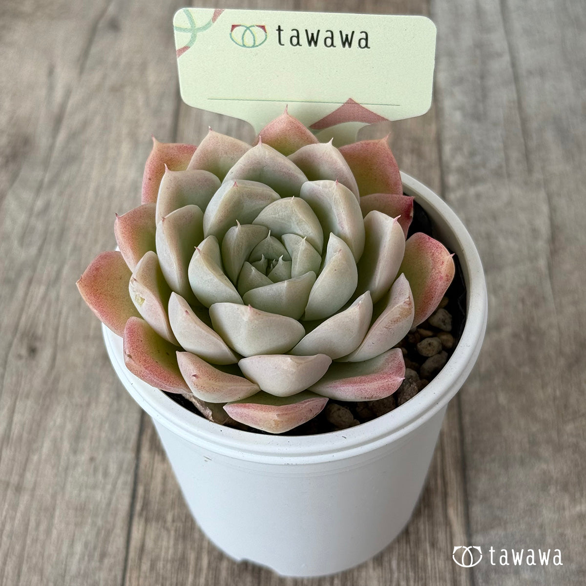 名前のない苗 ４【tawawaハウス苗】
