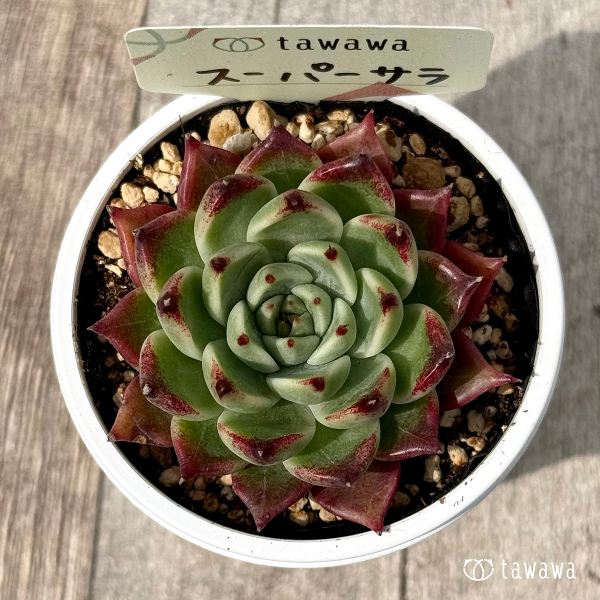 ＊新発売＊　スーパーサラ１（エアーマジック農園）【tawawaハウス苗】