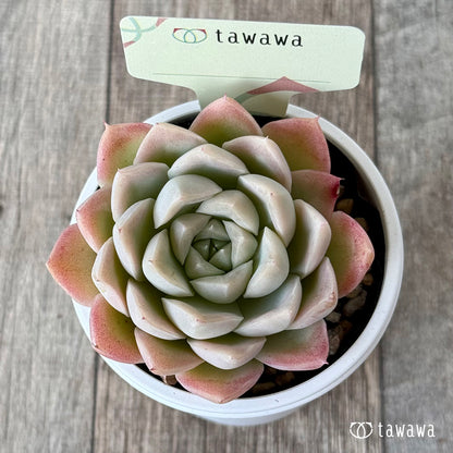 ＊新発売＊　名前のない苗 ４【tawawaハウス苗】