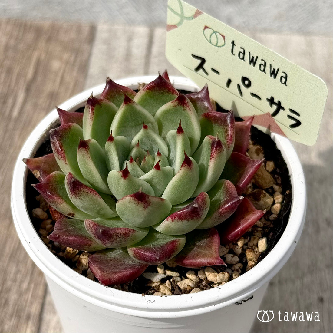 *新発売* スーパーサラ1(エアーマジック農園)【tawawaハウス苗】
