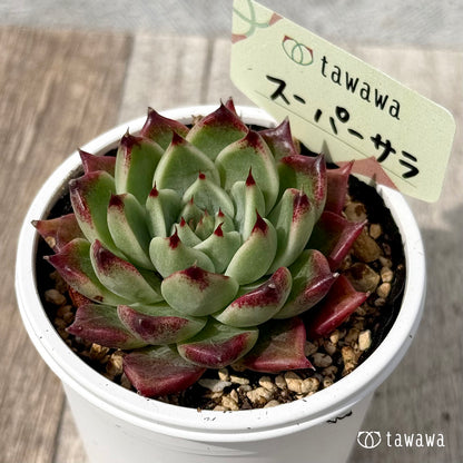 ＊新発売＊　スーパーサラ１（エアーマジック農園）【tawawaハウス苗】