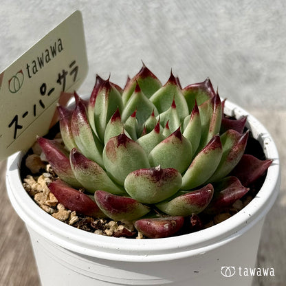 ＊新発売＊　スーパーサラ１（エアーマジック農園）【tawawaハウス苗】