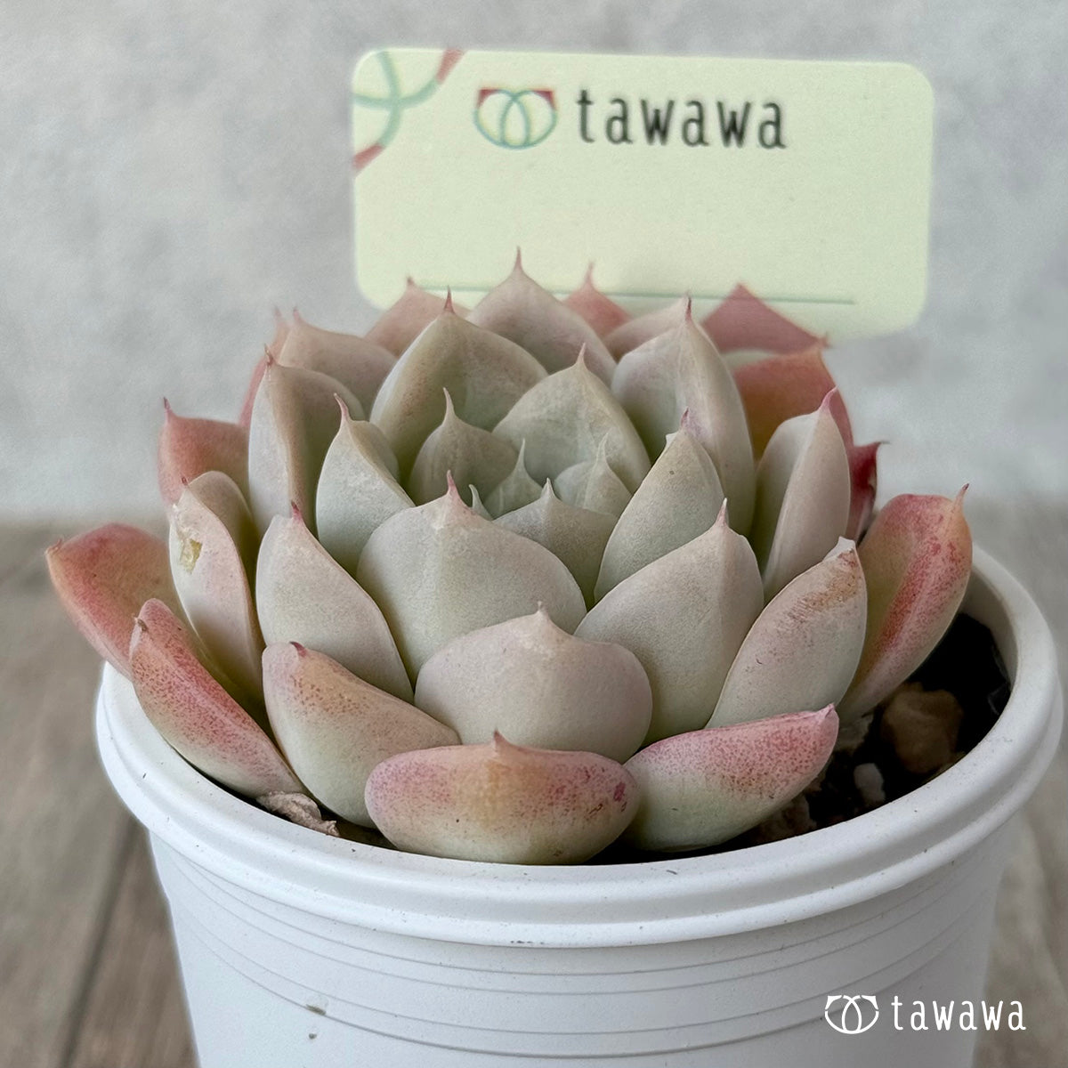 名前のない苗 ４【tawawaハウス苗】