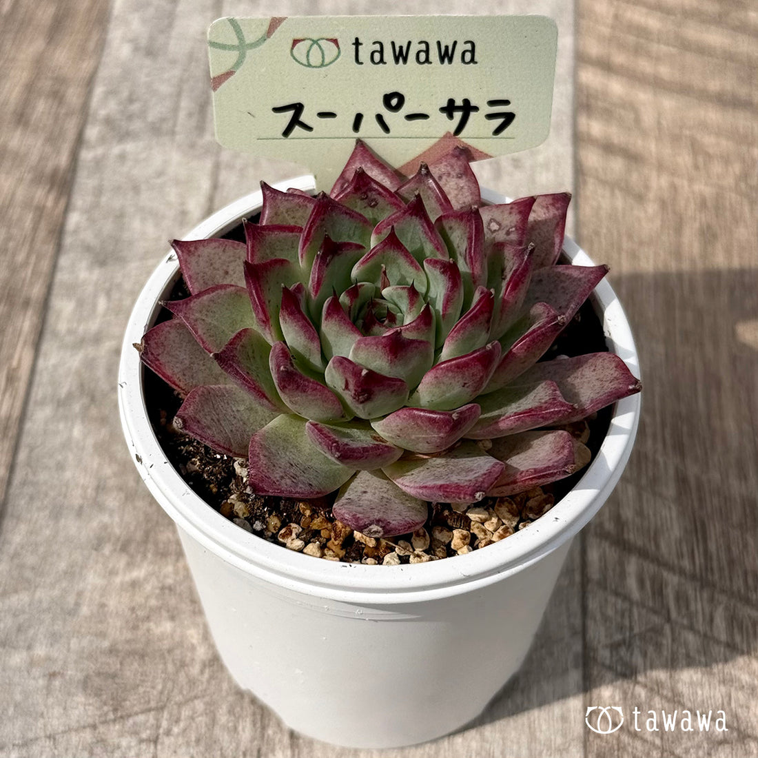 ＊新発売＊　スーパーサラ２（エアーマジック農園）【tawawaハウス苗】