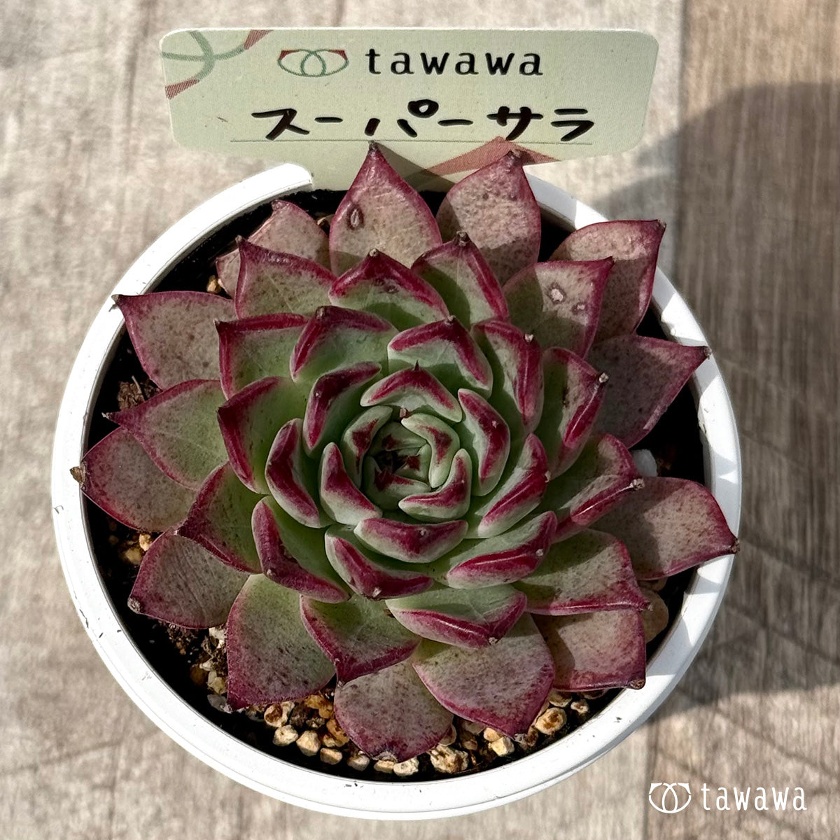 ＊新発売＊　スーパーサラ２（エアーマジック農園）【tawawaハウス苗】