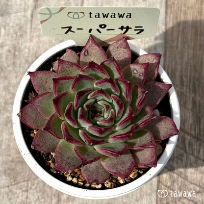 ＊新発売＊　スーパーサラ２（エアーマジック農園）【tawawaハウス苗】