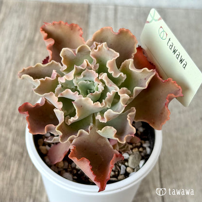 ＊新発売＊　名前のない苗 ５【tawawaハウス苗】