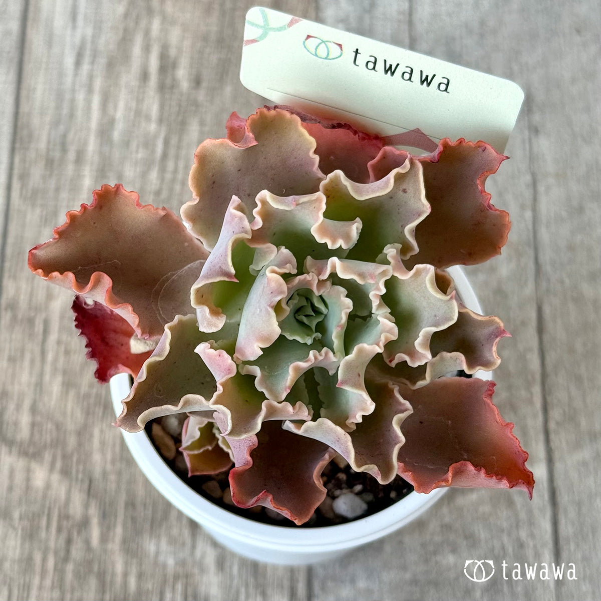 ＊新発売＊　名前のない苗 ５【tawawaハウス苗】