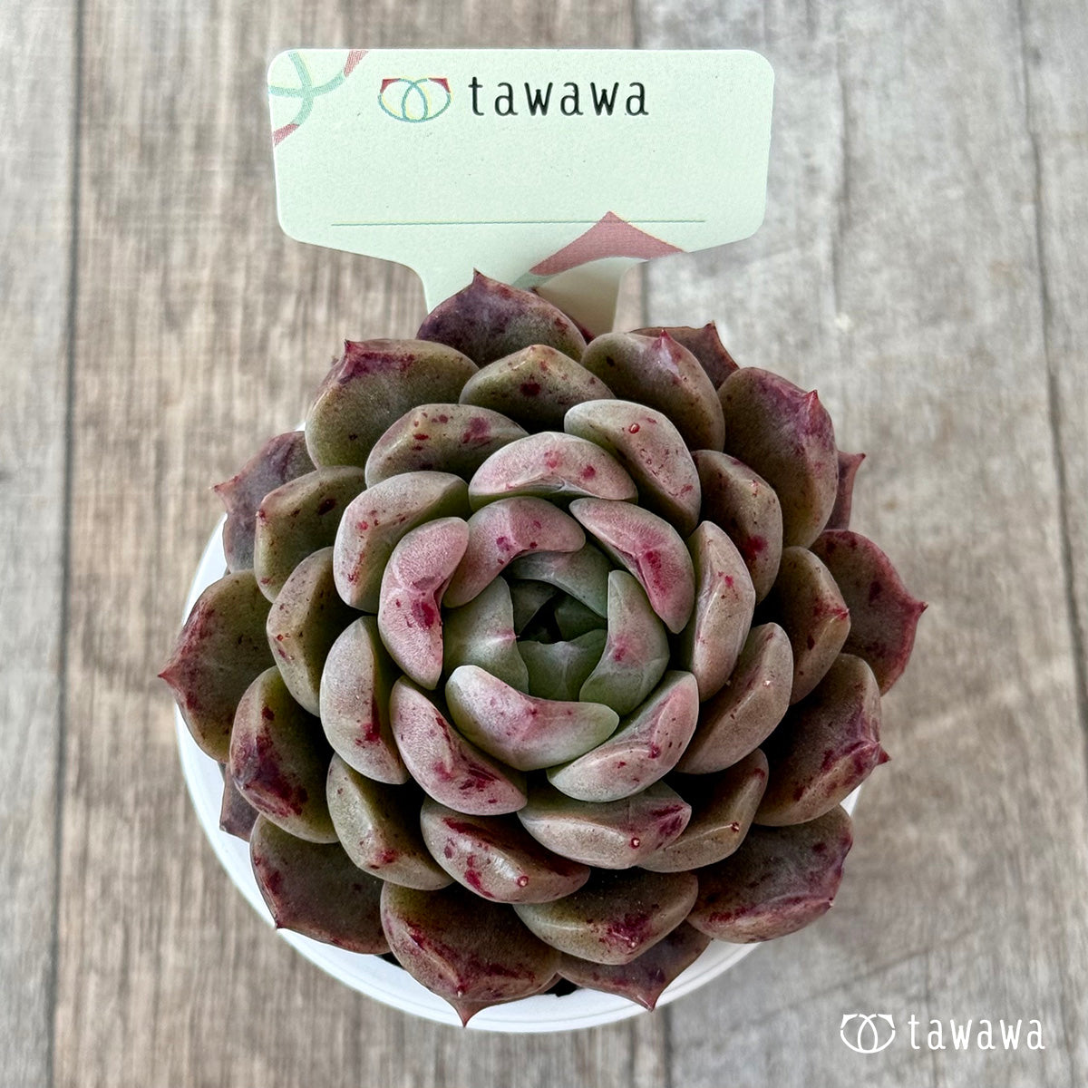 名前のない苗 ６【tawawaハウス苗】