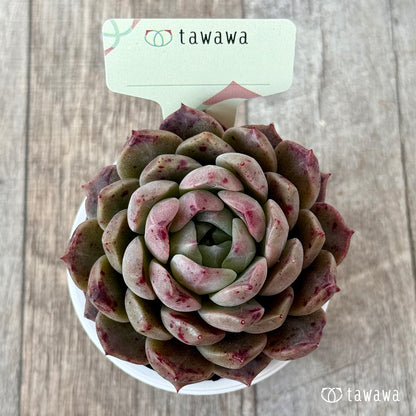 ＊新発売＊　名前のない苗 ６【tawawaハウス苗】
