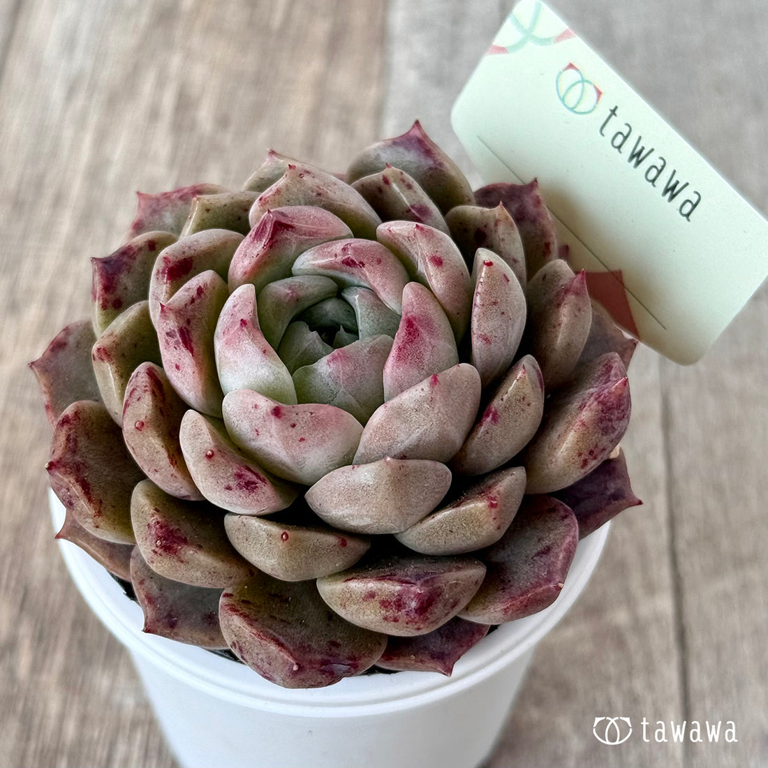 *新発売* 名前のない苗 6【tawawaハウス苗】