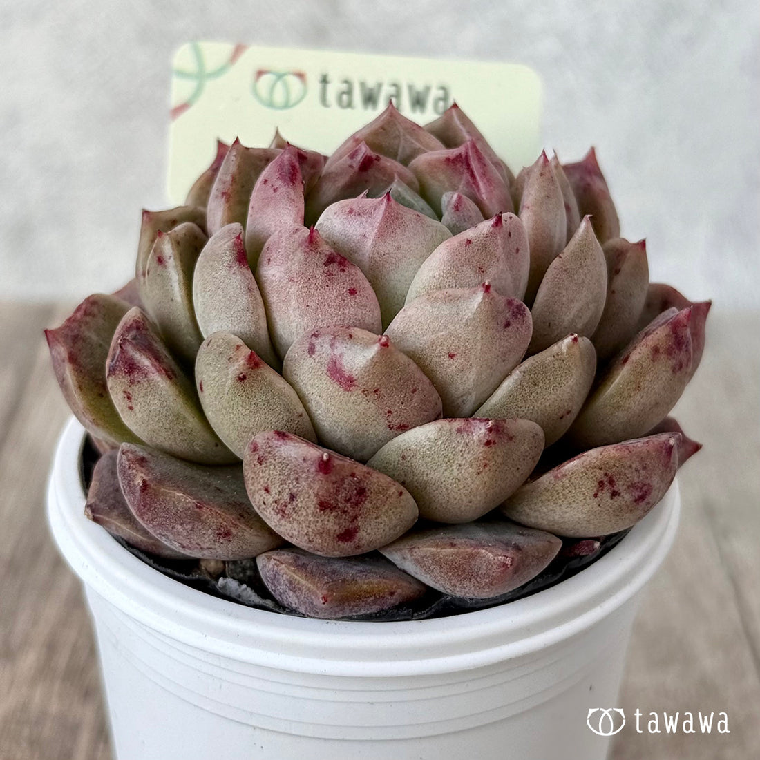 ＊新発売＊　名前のない苗 ６【tawawaハウス苗】