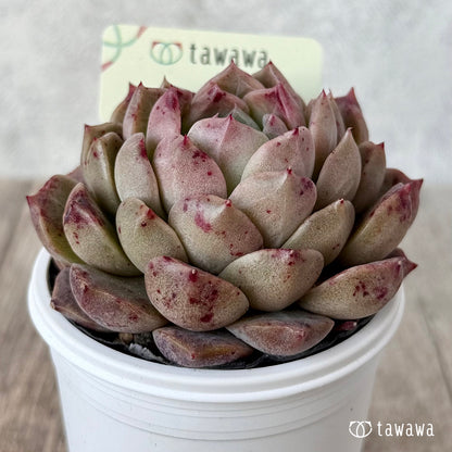 ＊新発売＊　名前のない苗 ６【tawawaハウス苗】