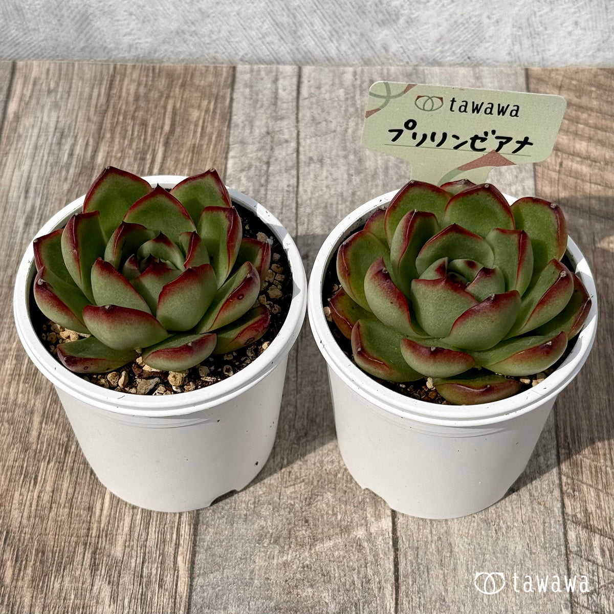 ＊新発売＊　プリリンゼアナ【tawawaハウス苗】