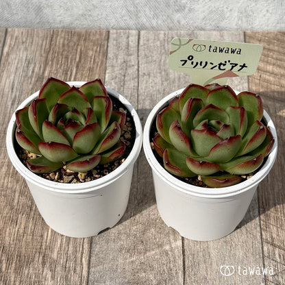 ＊新発売＊　プリリンゼアナ【tawawaハウス苗】