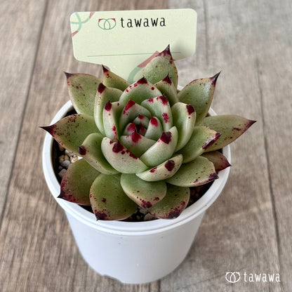 ＊新発売＊　名前のない苗 ７【tawawaハウス苗】