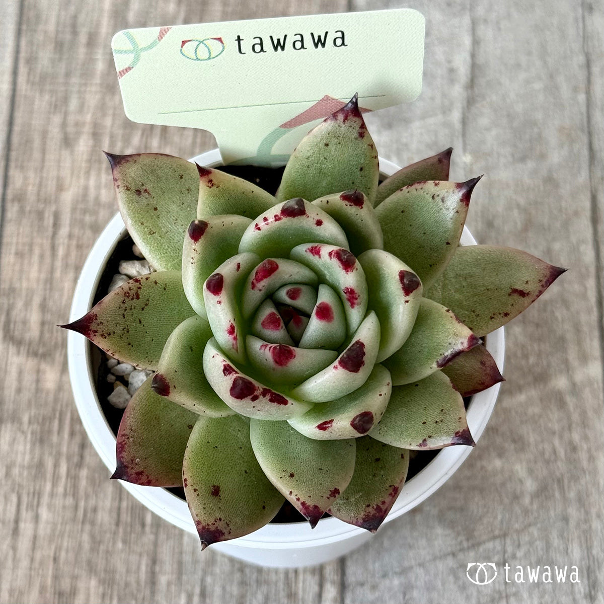 名前のない苗 ７【tawawaハウス苗】