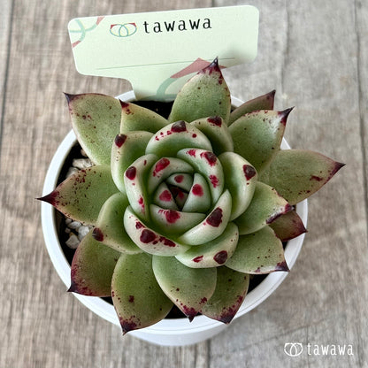 ＊新発売＊　名前のない苗 ７【tawawaハウス苗】