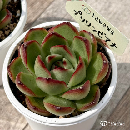 ＊新発売＊　プリリンゼアナ【tawawaハウス苗】