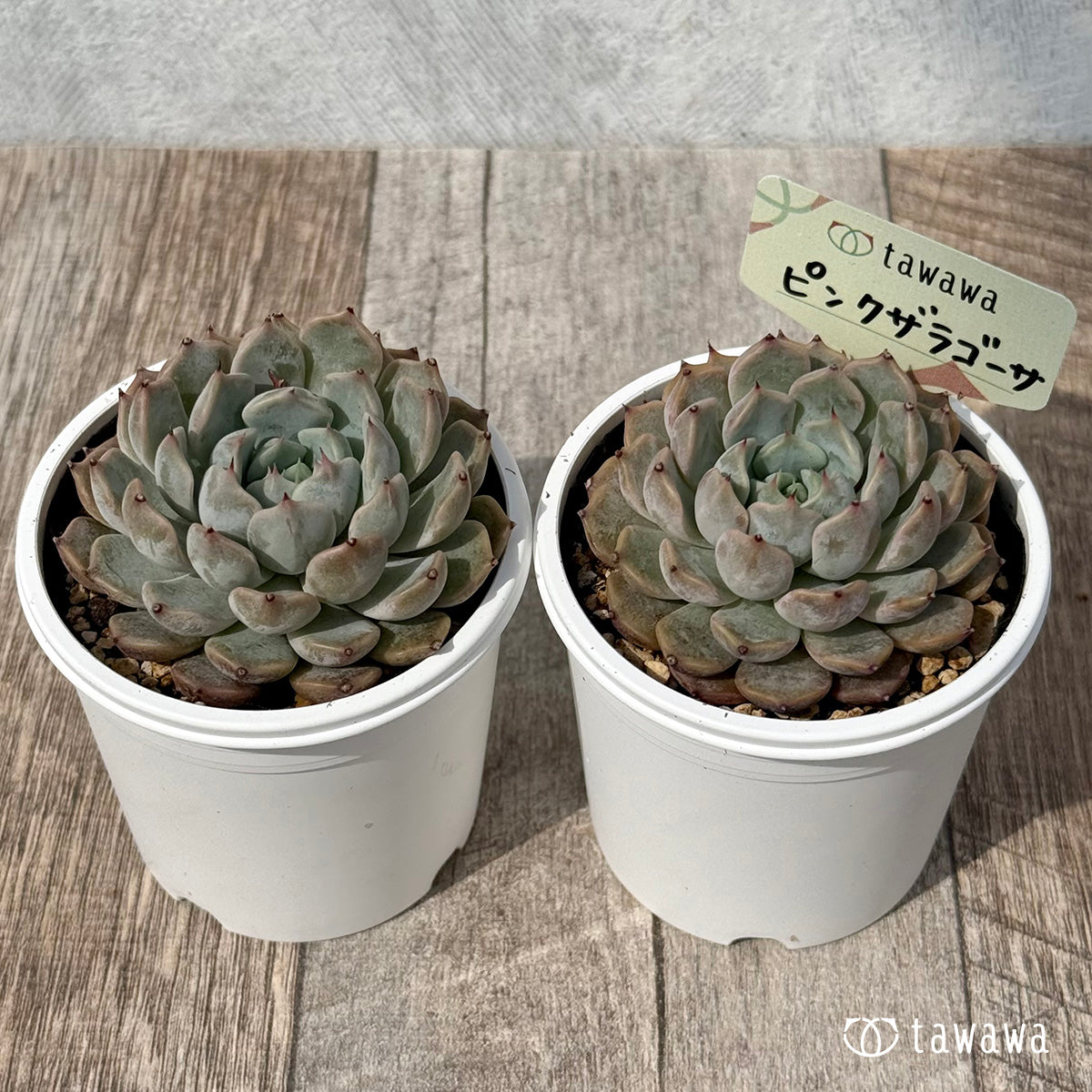 ＊新発売＊　ピンクザラゴーサ【tawawaハウス苗】