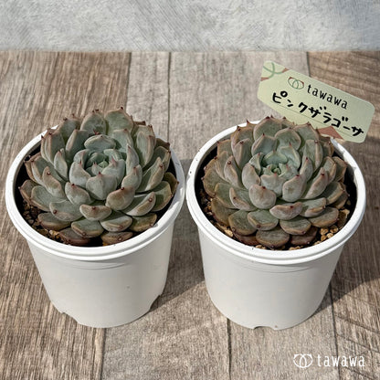 ＊新発売＊　ピンクザラゴーサ【tawawaハウス苗】