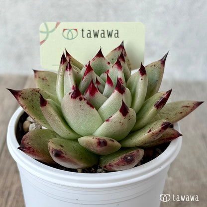 ＊新発売＊　名前のない苗 ７【tawawaハウス苗】