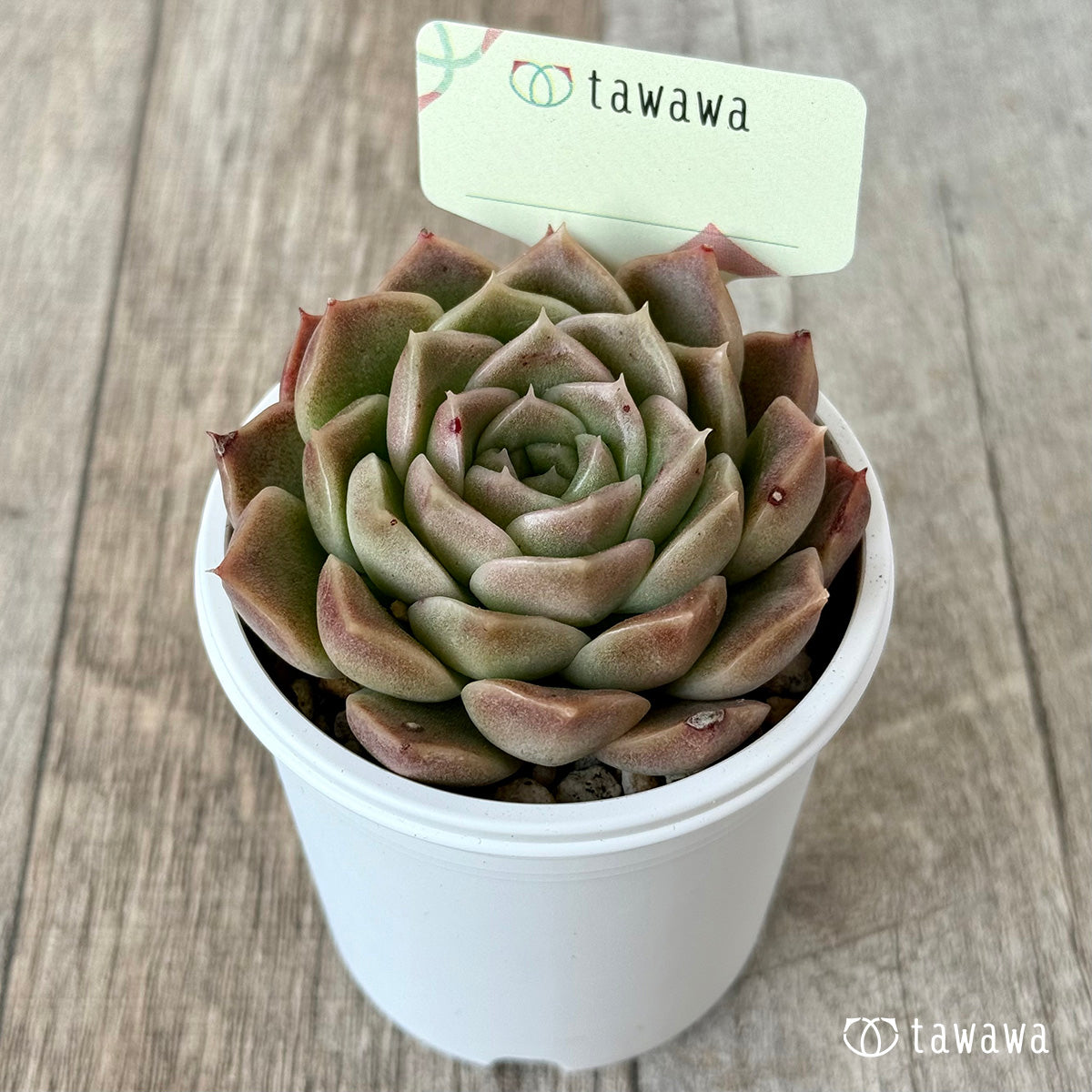 ＊新発売＊　名前のない苗 ８【tawawaハウス苗】