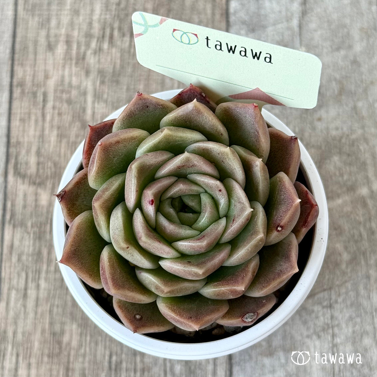 ＊新発売＊　名前のない苗 ８【tawawaハウス苗】