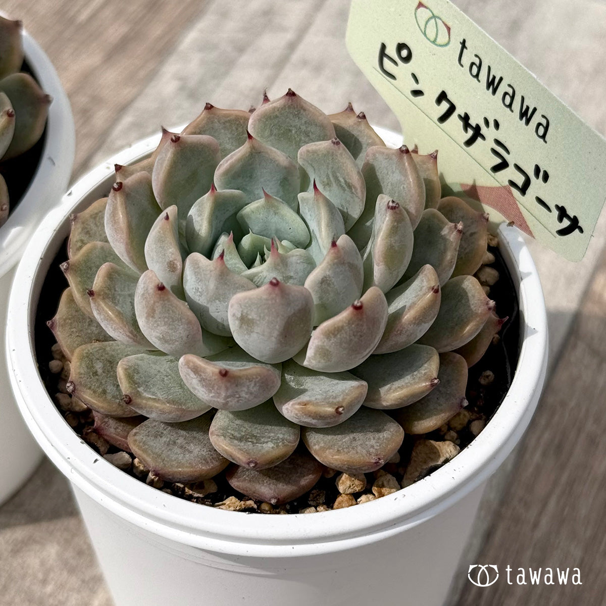 ＊新発売＊　ピンクザラゴーサ【tawawaハウス苗】