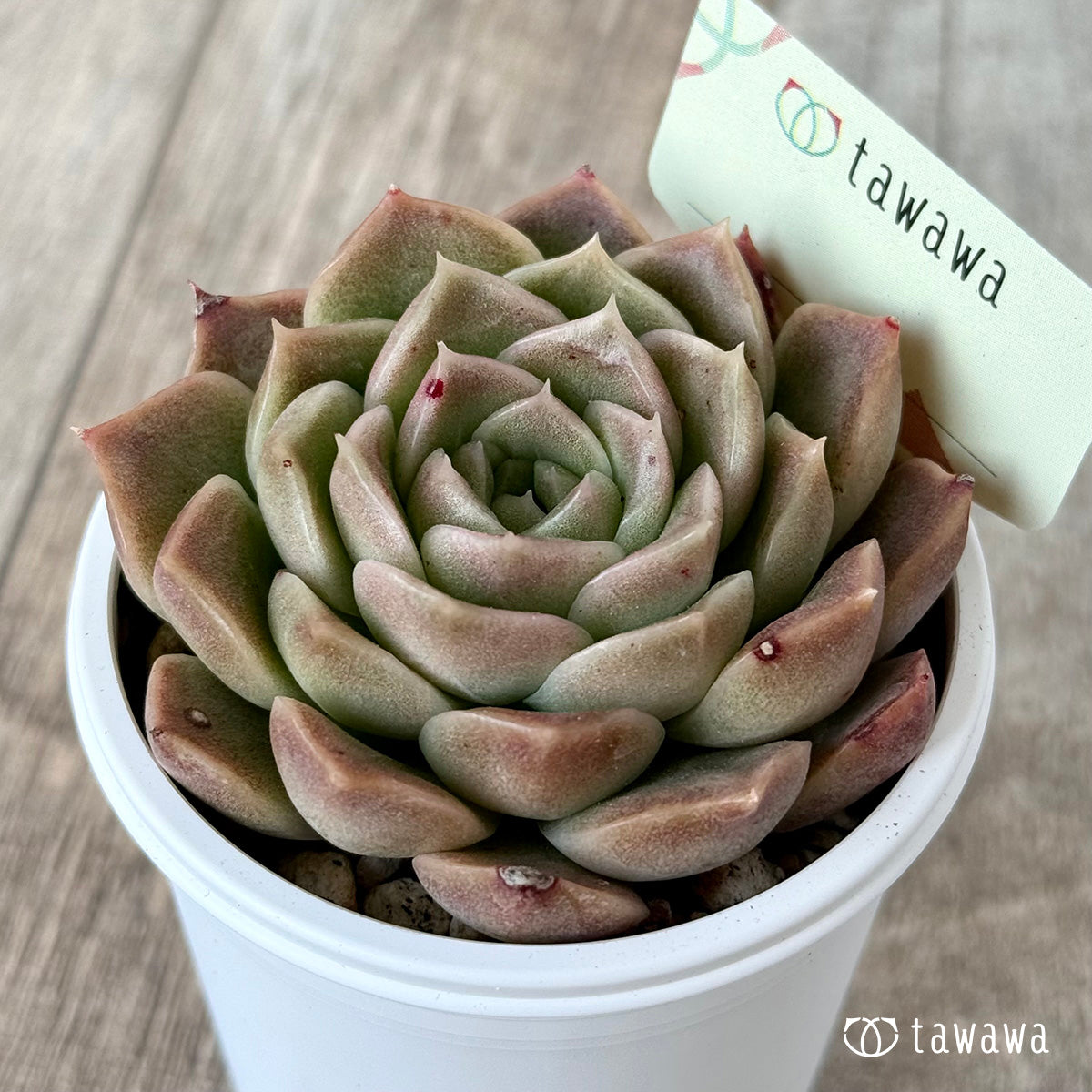 ＊新発売＊　名前のない苗 ８【tawawaハウス苗】