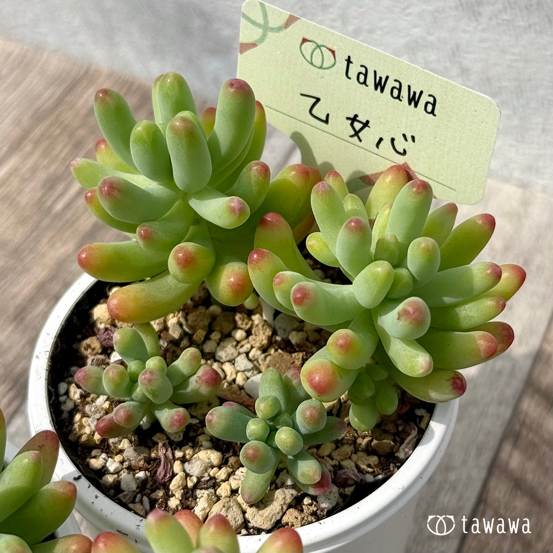 ＊新発売＊　乙女心【tawawaハウス苗】
