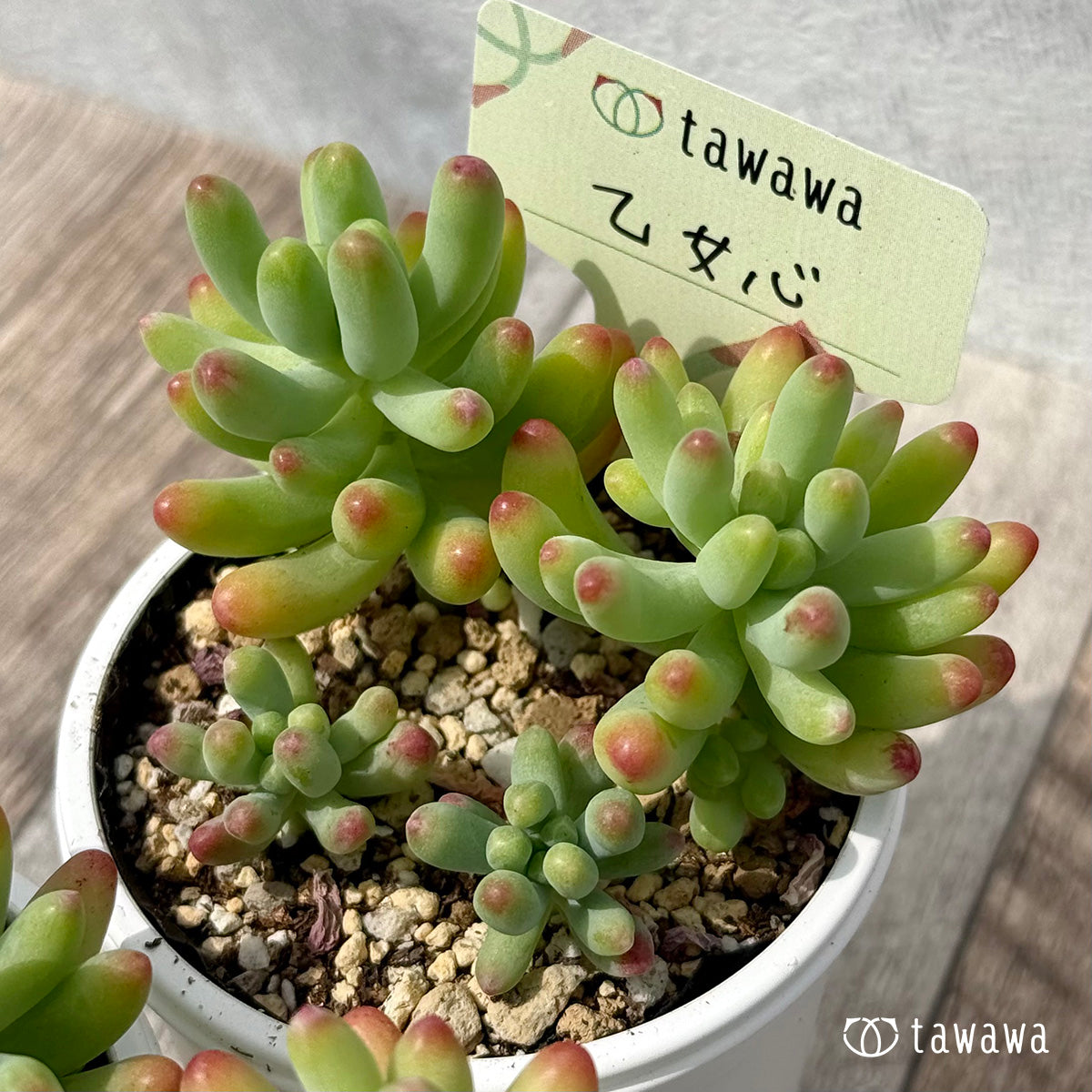 ＊新発売＊　乙女心【tawawaハウス苗】