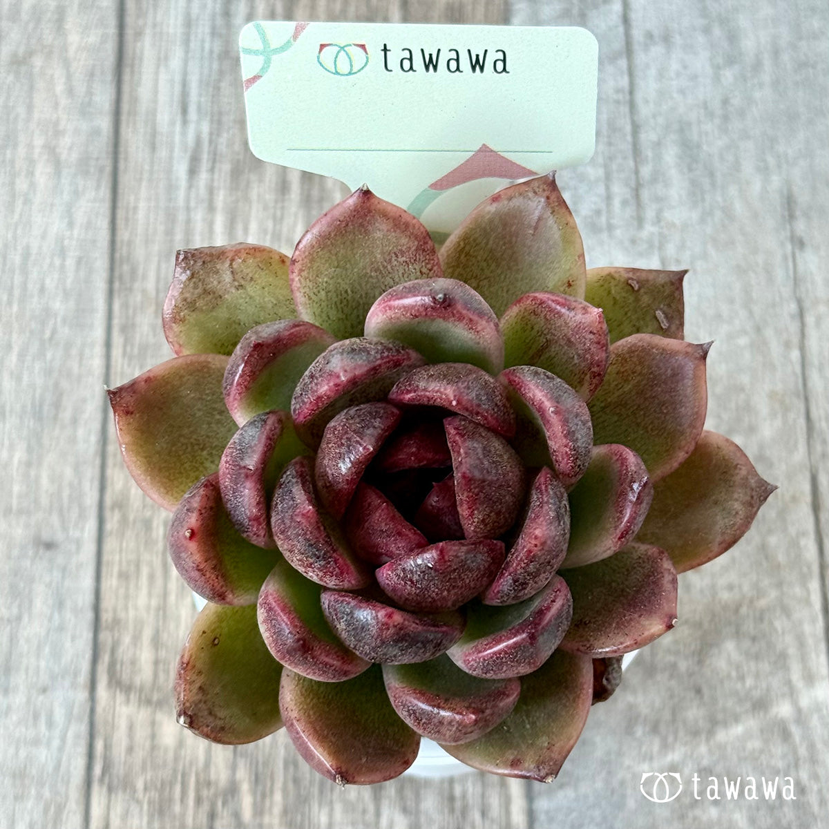 名前のない苗 ９【tawawaハウス苗】