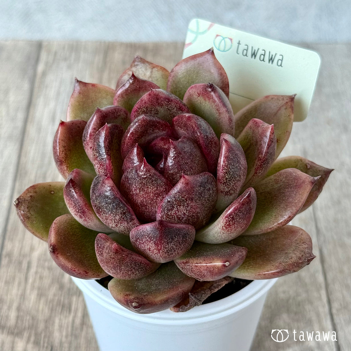 ＊新発売＊　名前のない苗 ９【tawawaハウス苗】