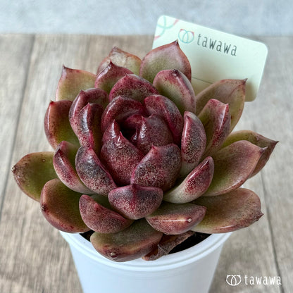 ＊新発売＊　名前のない苗 ９【tawawaハウス苗】